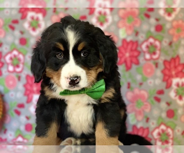 Medium Photo #4 Bernese Mountain Dog Puppy For Sale in LANCASTER, PA, USA