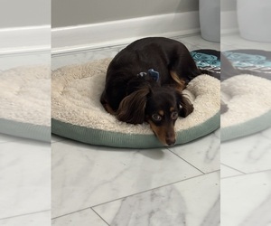 Mother of the Chiweenie puppies born on 08/03/2025