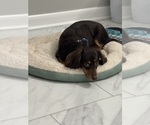 Small Photo #1 Chiweenie Puppy For Sale in ROANOKE, VA, USA