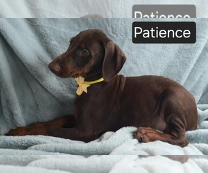 Doberman Pinscher Puppy for sale in POMEROY, OH, USA