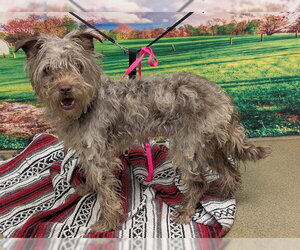 Mutt Dogs for adoption in Moreno Valley, CA, USA