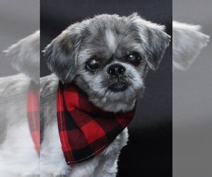 Lhasa Apso Dogs for adoption in Burbank, CA, USA