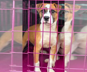 Bruno - Male Boxer-Unknown Mix Dog for Adoption - Photo #2