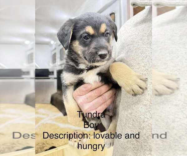 Medium Photo #2 Gerberian Shepsky Puppy For Sale in Aurora, IN, USA