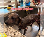 Small #23 Dachshund