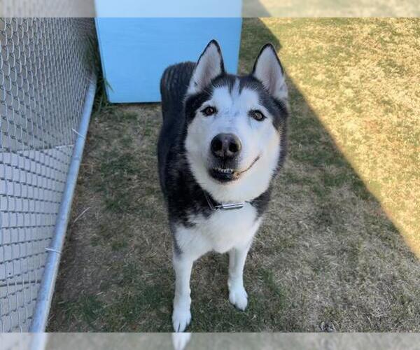 Medium Photo #2 Siberian Husky-Unknown Mix Puppy For Sale in Grand Prairie, TX, USA