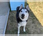 Small #1 Siberian Husky Mix