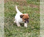 Puppy Puppy 4 Jack Russell Terrier