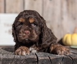 Small #7 Cocker Spaniel