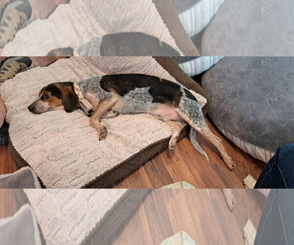 Medium Photo #2 Beagle Puppy For Sale in Las Vegas, NV, USA