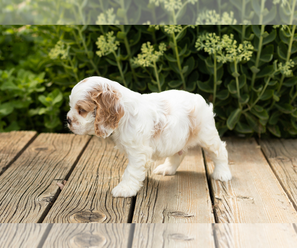 Medium Photo #5 Cocker Spaniel Puppy For Sale in NAPPANEE, IN, USA