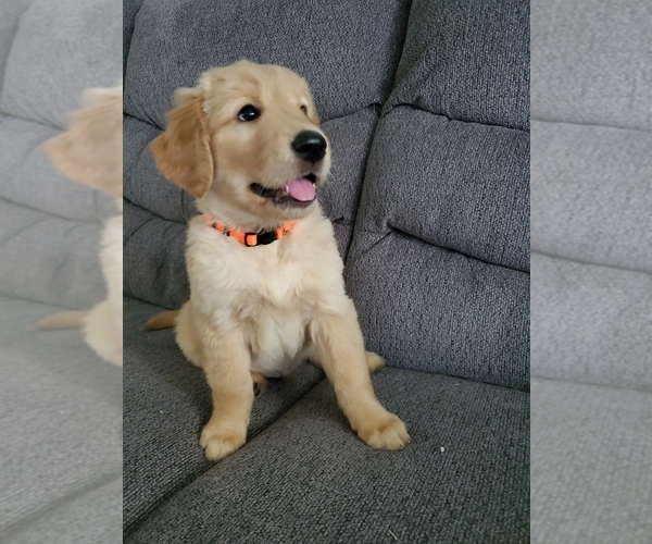 Medium Photo #1 Golden Retriever Puppy For Sale in WILLCOX, AZ, USA