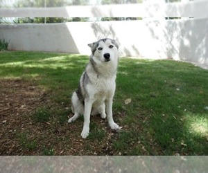Siberian Husky Dogs for adoption in Cedar Crest, NM, USA