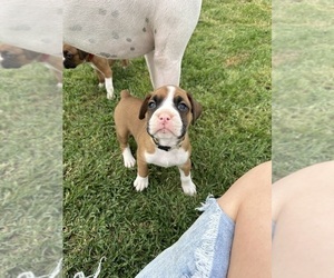 Boxer Puppy for sale in KENNEWICK, WA, USA