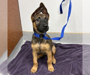 German Shepherd Dog-Unknown Mix Dogs for adoption in Rancho Cucamonga, CA, USA