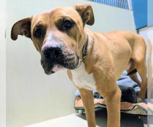 Mutt Dogs for adoption in Bakersfield, CA, USA