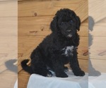 Puppy 1 Australian Labradoodle