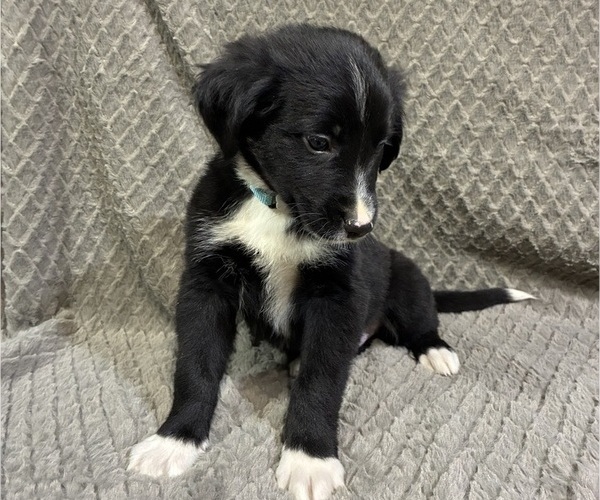 Medium Photo #7 Bordernese Puppy For Sale in CHETEK, WI, USA