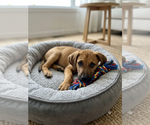 Small #1 Labrador Retriever Mix