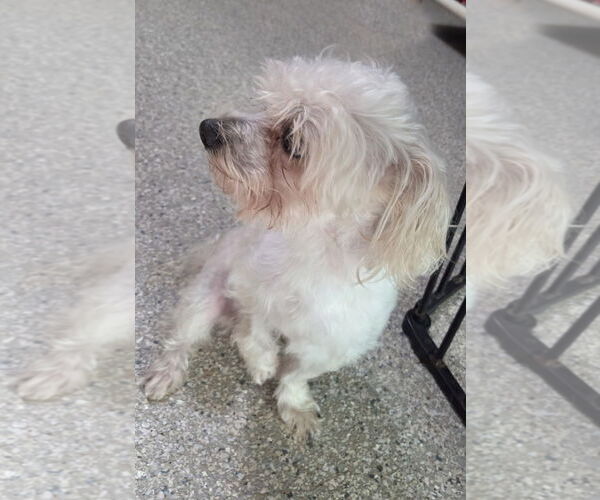 Medium Photo #4 Maltese-Unknown Mix Puppy For Sale in Spring, TX, USA