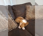 Small Photo #60 Pembroke Welsh Corgi Puppy For Sale in SHILOH, OH, USA