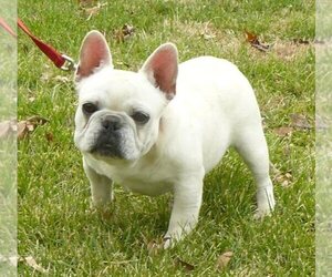 Father of the French Bulldog puppies born on 11/19/2022