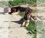 Small Photo #1 German Shepherd Dog Puppy For Sale in FRANKLINVILLE, NY, USA