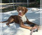 Small #3 American Pit Bull Terrier-Retriever  Mix