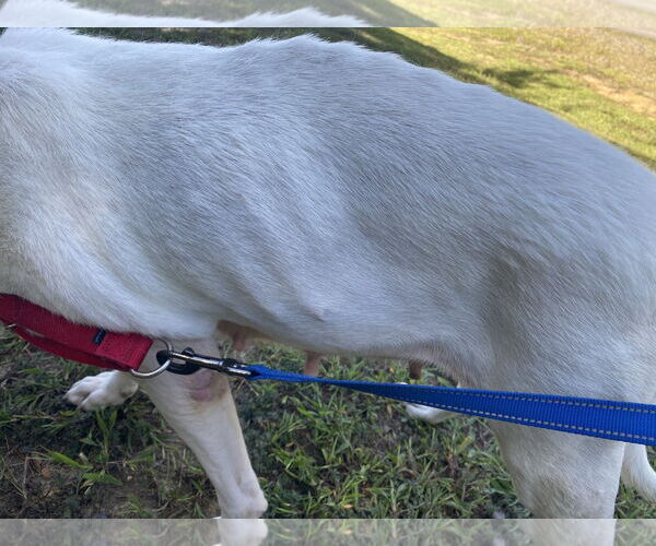 Medium Photo #8 American Bulldog-Unknown Mix Puppy For Sale in Spotsylvania, VA, USA