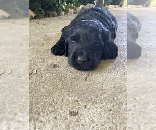 Medium Photo #1 Goldendoodle Puppy For Sale in PARKER CITY, IN, USA