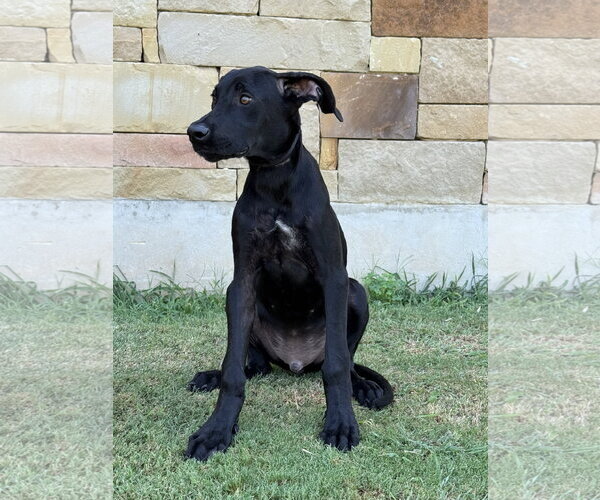 Medium Photo #2 Great Dane Puppy For Sale in PIPE CREEK, TX, USA