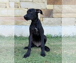 Small #1 Great Dane