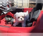 Small #1 Maltese
