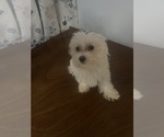 Small #22 Maltese