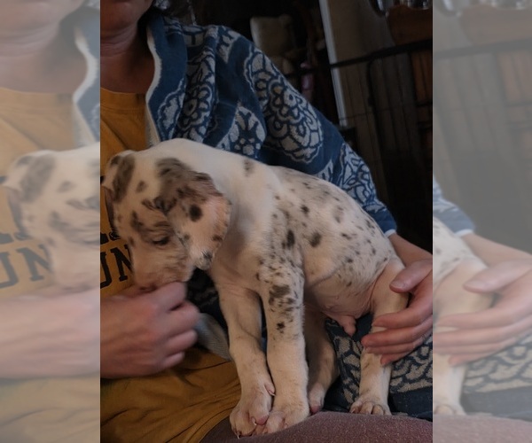 Medium Photo #7 Great Dane Puppy For Sale in MOLINE, IL, USA