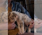 Small #2 Great Dane