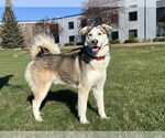 Small #1 Alaskan Malamute Mix