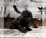 Small #1 YorkiePoo
