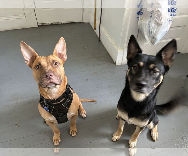 Medium Photo #3 Carolina Dog-Pharaoh Hound Mix Puppy For Sale in Rockaway, NJ, USA