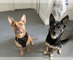Small #2 Carolina Dog-Pharaoh Hound Mix