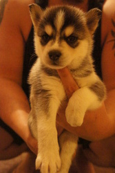 Siberian Husky Puppy for sale in TAYLORSVILLE, GA, USA
