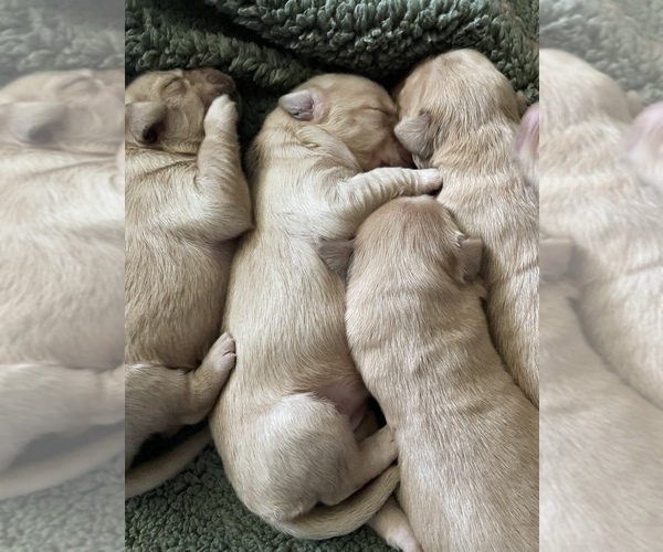 Medium Photo #1 Golden Retriever Puppy For Sale in SOUTHPORT, NC, USA