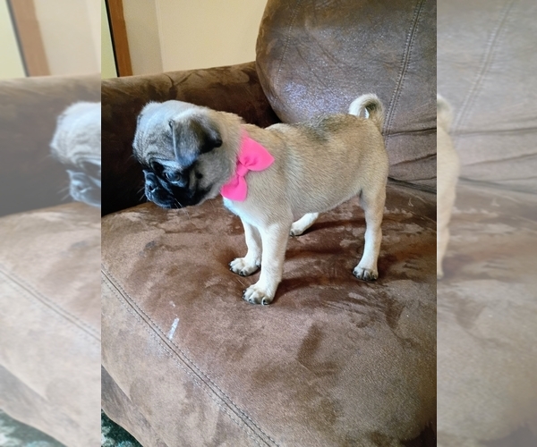 Medium Photo #2 Pug Puppy For Sale in SAINT PAUL, MN, USA