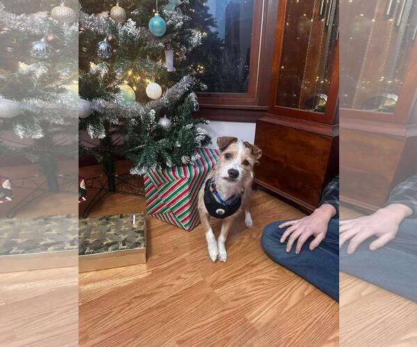 Medium Photo #2 Mutt Puppy For Sale in Coldwater, MI, USA