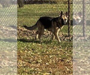 German Shepherd Dog Dogs for adoption in Kankakee, IL, USA