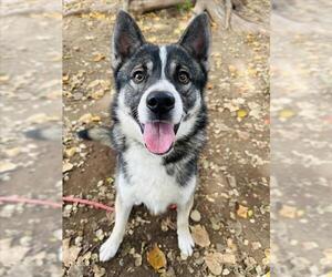 Siberian Husky Dogs for adoption in Santa Barbara, CA, USA