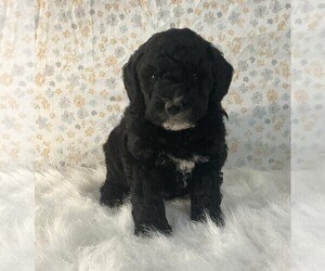 Poodle (Miniature) Puppy for sale in FREDERICKSBURG, OH, USA