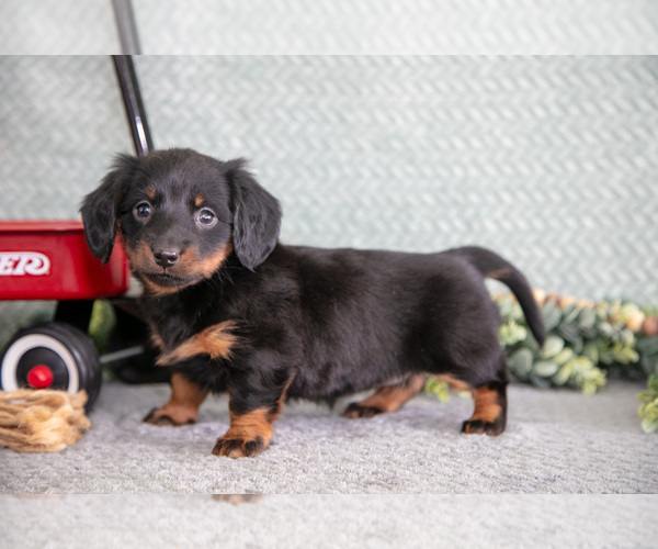 Medium Photo #8 Dachshund Puppy For Sale in ELIZABETHTOWN, PA, USA
