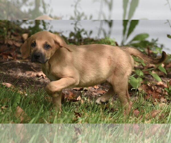 Medium Photo #1 Australian Shepherd-Beagle Mix Puppy For Sale in Mechanicsburg, PA, USA
