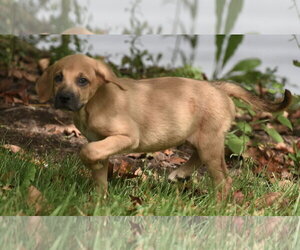 Australian Shepherd-Beagle Mix Dogs for adoption in Mechanicsburg, PA, USA